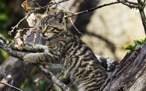 Preview wallpaper kitten, tree, branch, pet, cute