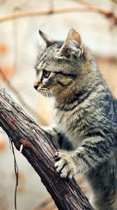 Preview wallpaper kitten, tree, climbing, branches, wet