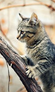 Preview wallpaper kitten, tree, climbing, branches, wet