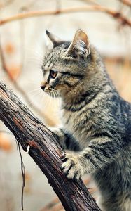 Preview wallpaper kitten, tree, climbing, branches, wet