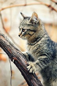 Preview wallpaper kitten, tree, climbing, branches, wet