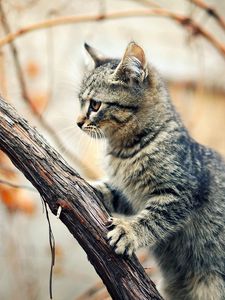 Preview wallpaper kitten, tree, climbing, branches, wet