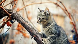 Preview wallpaper kitten, tree, climbing, branches, wet