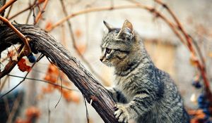 Preview wallpaper kitten, tree, climbing, branches, wet