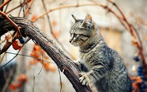 Preview wallpaper kitten, tree, climbing, branches, wet