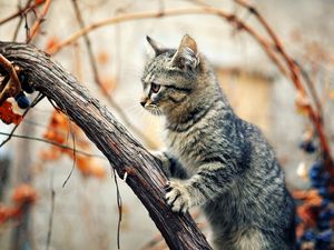 Preview wallpaper kitten, tree, climbing, branches, wet