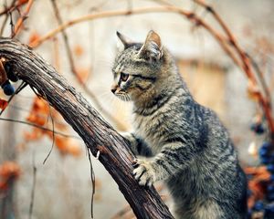 Preview wallpaper kitten, tree, climbing, branches, wet