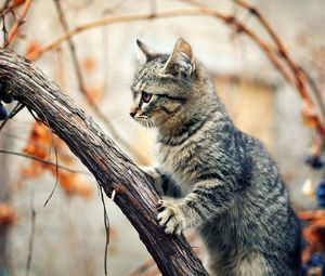 Preview wallpaper kitten, tree, climbing, branches, wet