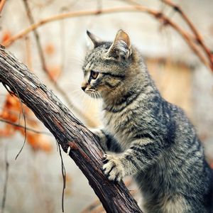 Preview wallpaper kitten, tree, climbing, branches, wet