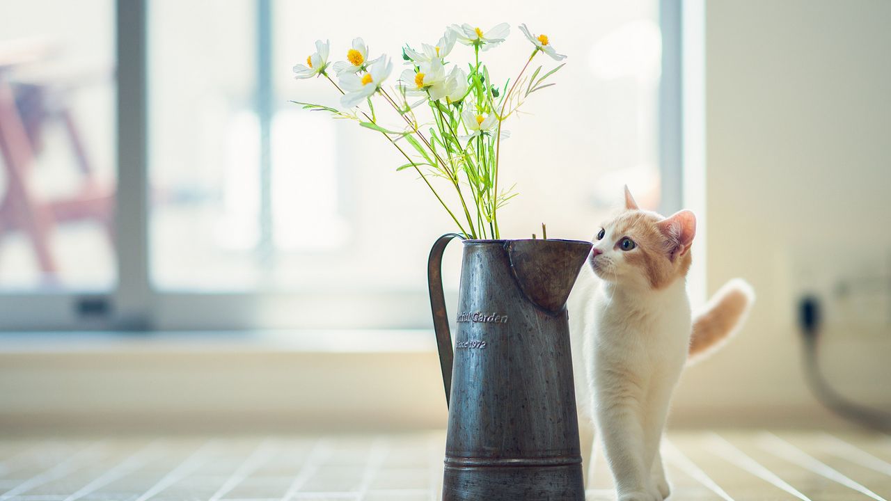 Wallpaper kitten, vase, flowers, parquet