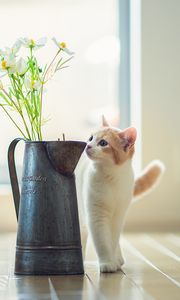 Preview wallpaper kitten, vase, flowers, parquet