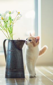 Preview wallpaper kitten, vase, flowers, parquet