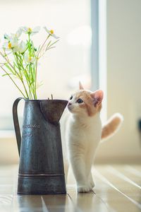 Preview wallpaper kitten, vase, flowers, parquet