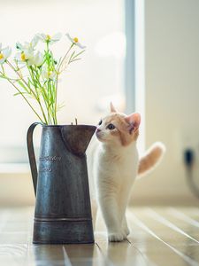 Preview wallpaper kitten, vase, flowers, parquet