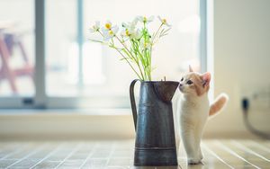 Preview wallpaper kitten, vase, flowers, parquet