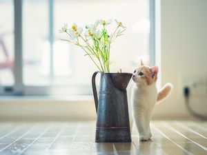 Preview wallpaper kitten, vase, flowers, parquet