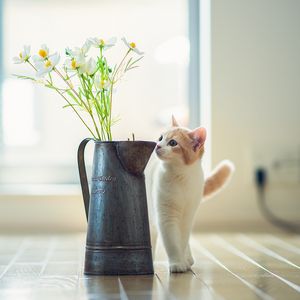 Preview wallpaper kitten, vase, flowers, parquet