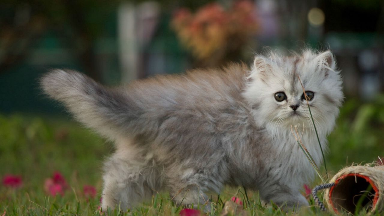 Wallpaper kitten, walk, fluffy