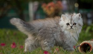 Preview wallpaper kitten, walk, fluffy