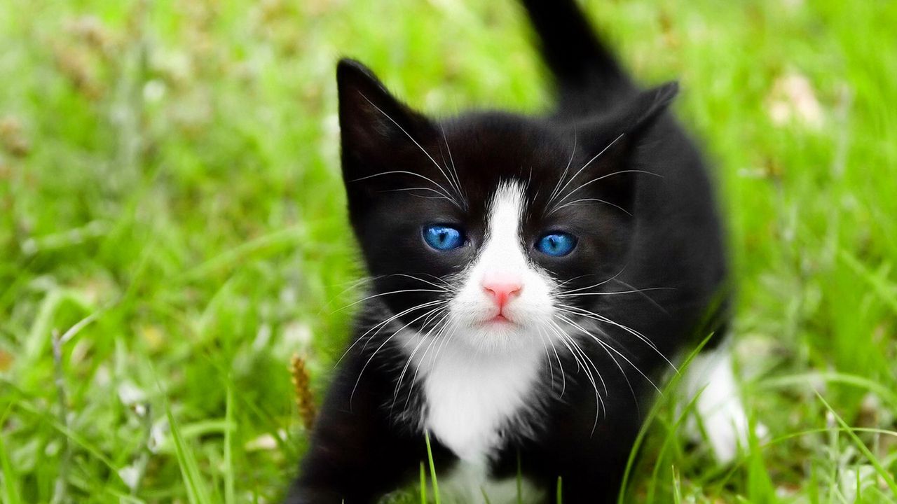 Wallpaper kitten, walk, grass, spotted, blue-eyed