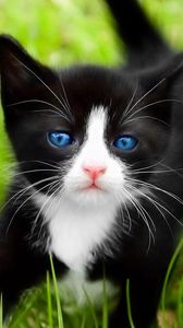 Preview wallpaper kitten, walk, grass, spotted, blue-eyed