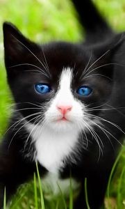 Preview wallpaper kitten, walk, grass, spotted, blue-eyed