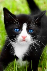 Preview wallpaper kitten, walk, grass, spotted, blue-eyed