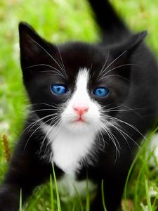 Preview wallpaper kitten, walk, grass, spotted, blue-eyed