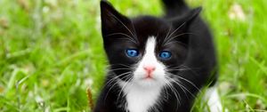 Preview wallpaper kitten, walk, grass, spotted, blue-eyed