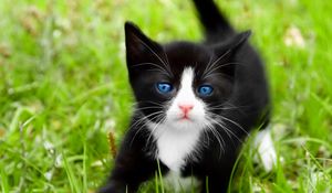 Preview wallpaper kitten, walk, grass, spotted, blue-eyed