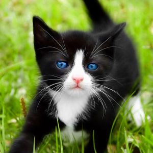 Preview wallpaper kitten, walk, grass, spotted, blue-eyed