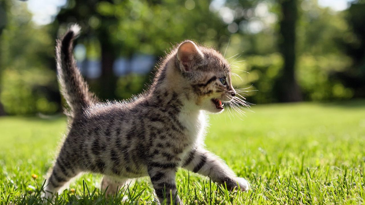 Wallpaper kitten, walk, grass, kid