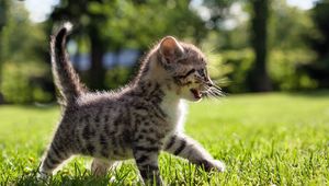 Preview wallpaper kitten, walk, grass, kid