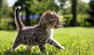 Preview wallpaper kitten, walk, grass, kid