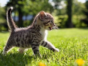 Preview wallpaper kitten, walk, grass, kid