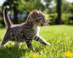 Preview wallpaper kitten, walk, grass, kid