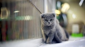 Preview wallpaper kitten, wall, fluffy, beautiful, walk