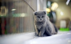 Preview wallpaper kitten, wall, fluffy, beautiful, walk