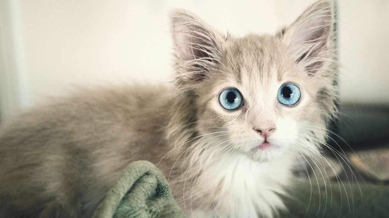 Wallpaper kitten, wet, eyes, blue-eyed