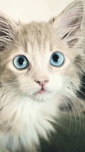 Preview wallpaper kitten, wet, eyes, blue-eyed