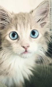 Preview wallpaper kitten, wet, eyes, blue-eyed