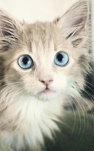 Preview wallpaper kitten, wet, eyes, blue-eyed