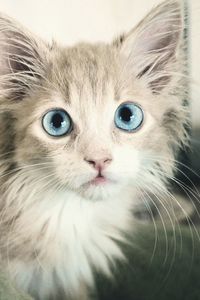 Preview wallpaper kitten, wet, eyes, blue-eyed