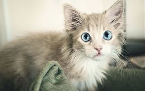 Preview wallpaper kitten, wet, eyes, blue-eyed