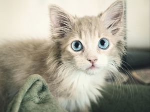 Preview wallpaper kitten, wet, eyes, blue-eyed