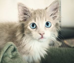 Preview wallpaper kitten, wet, eyes, blue-eyed