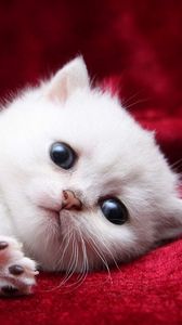 Preview wallpaper kitten, white, beautiful