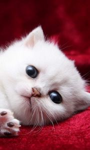 Preview wallpaper kitten, white, beautiful