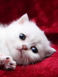 Preview wallpaper kitten, white, beautiful