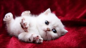 Preview wallpaper kitten, white, beautiful